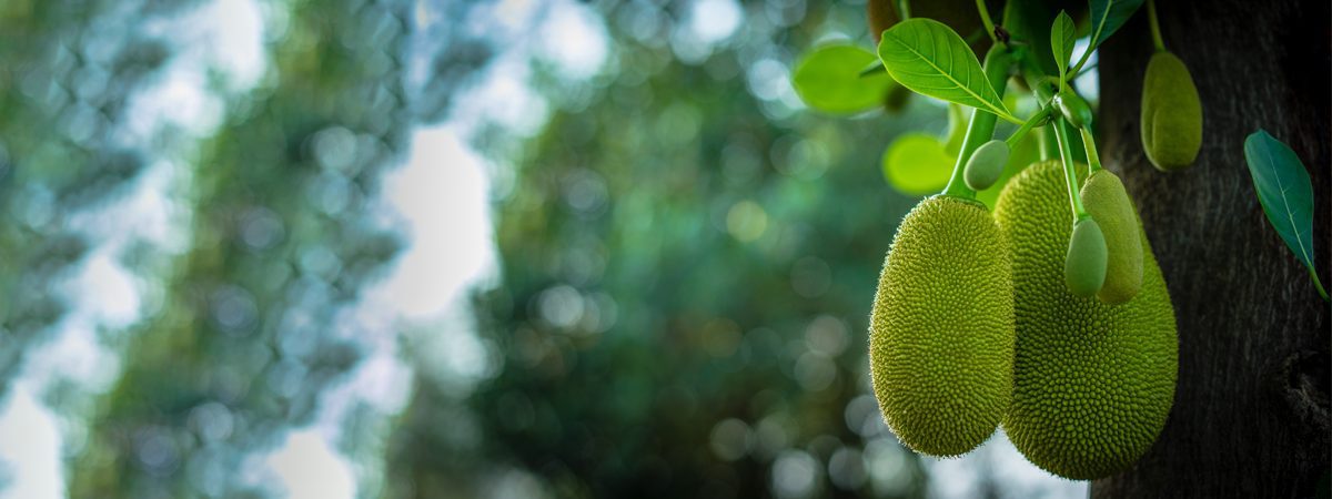 Jackfruit for diabetes