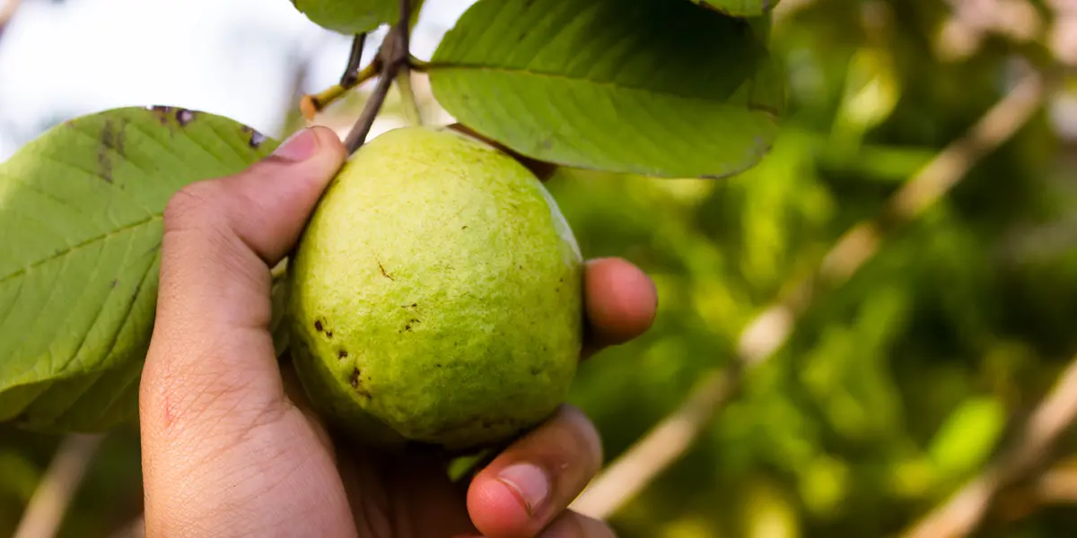 Is Eating Guava Good For Diabetes? Guava for diabetes.