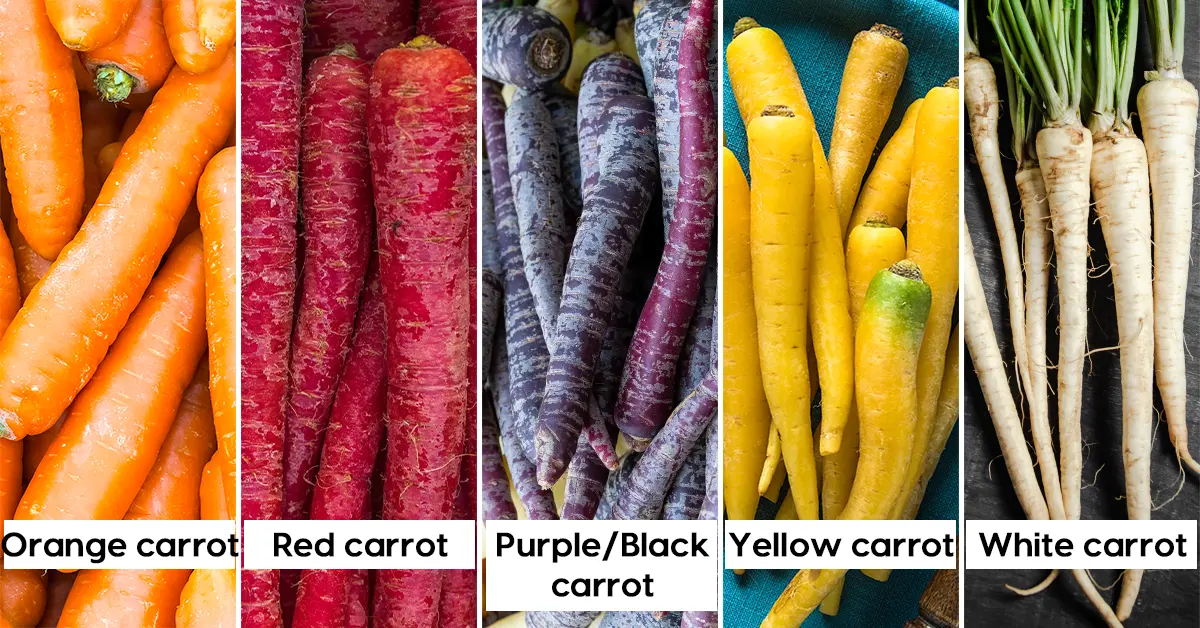 types of carrots in diabetes.