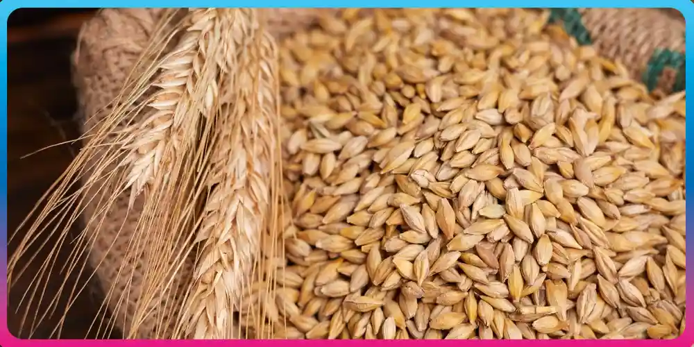 Is Barley Good for Diabetes Is Barley Good for Diabetes