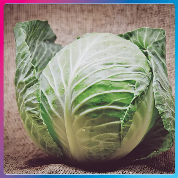 Cabbage Low-Calorie Vegetables for Weight Loss