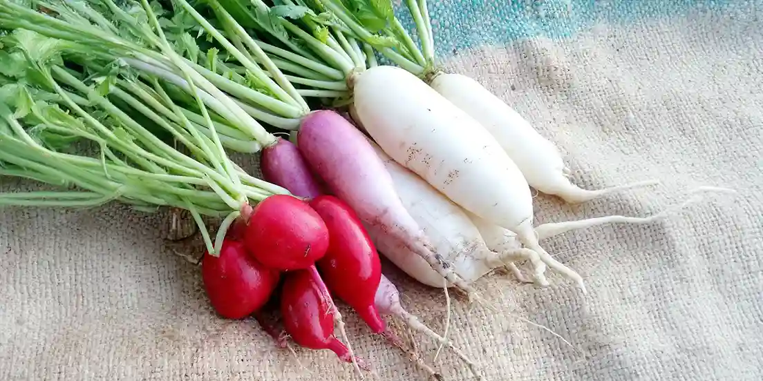 is radish good for diabetes