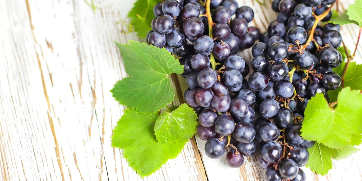 Are Black Grapes Good for Diabetes? Grapes for diabetes.